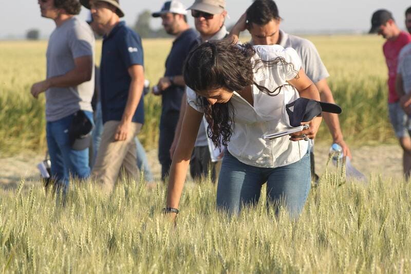 Realizan Un Ensayo Comparativo De Variedades De Trigo El Portal De