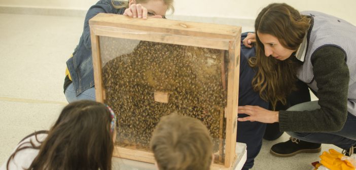 La apicultura llegó a las aulas 1