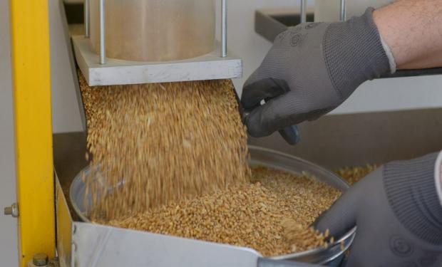 Procesan la primera molienda de trigo agroecológico a gran escala