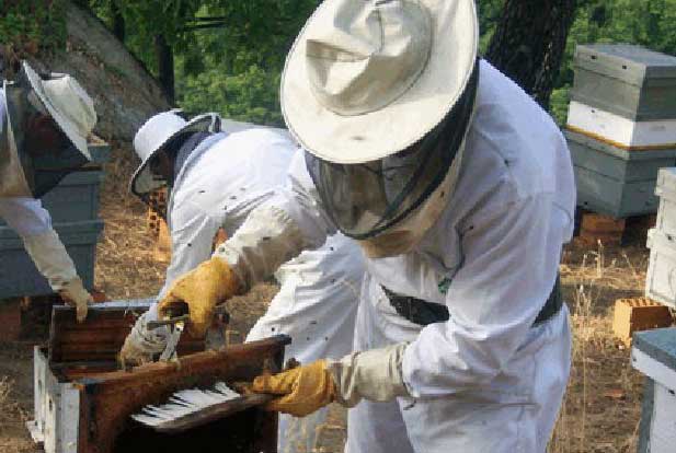 Promueven que apicultores puedan agregar valor en origen