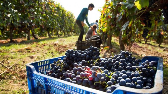 Presentaron el índice de competitividad de la vitivinicultura argentina