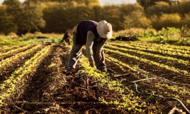 Producen alimentos sanos y libres de químicos en San Luis