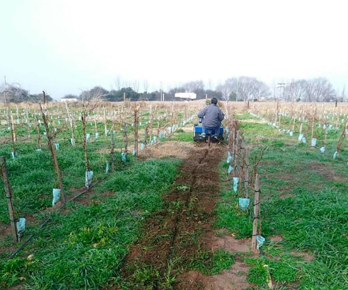Avanzan pruebas piloto para la producción de vinos pampeanos - El ...