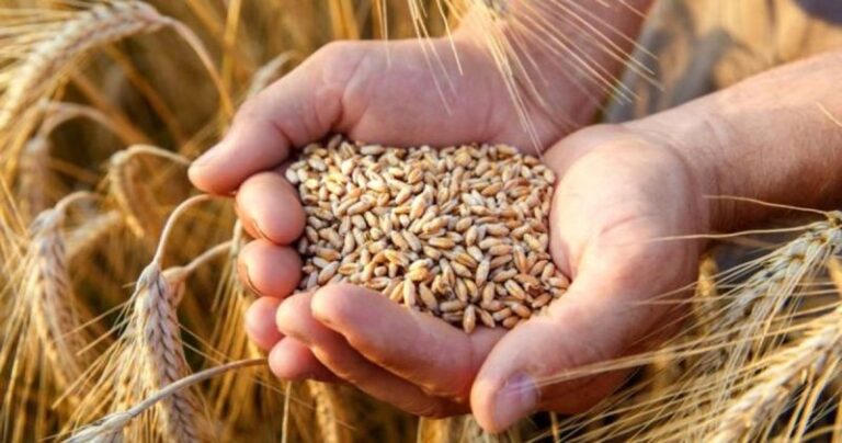 Cómo se produce trigo agroecológico