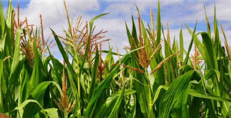 Ofrecen alternativas para el cultivo de maíz