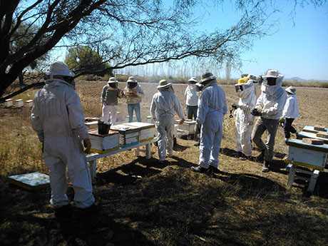 La apicultura está en crecimiento en San Juan-