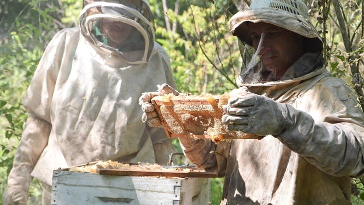 La producción apícola en Misiones comenzó a recoger sus frutos 1