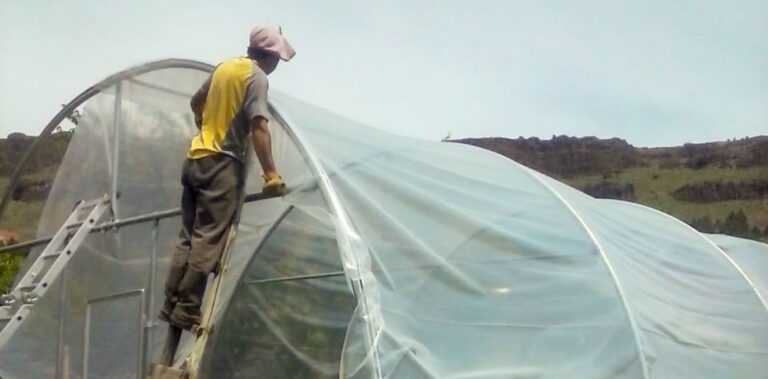 Construyen 20 invernaderos para familias productoras caprinas y ovinas