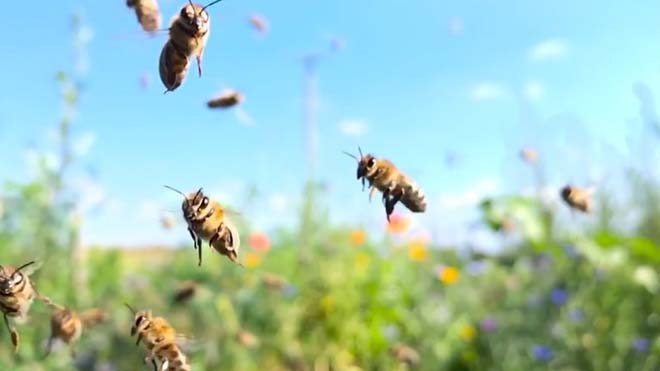 Las abejas tienen una ley que las protege
