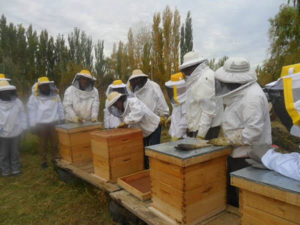 Se fortalece la apicultura