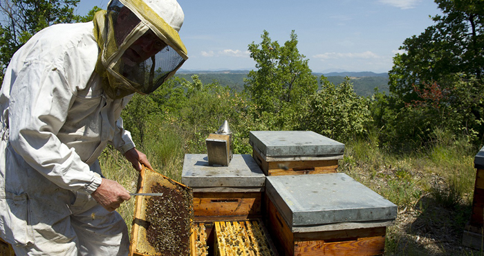 17 de enero-El valor de la miel sigue en permanente suba