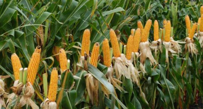 De cómo se aplican las retenciones al maíz