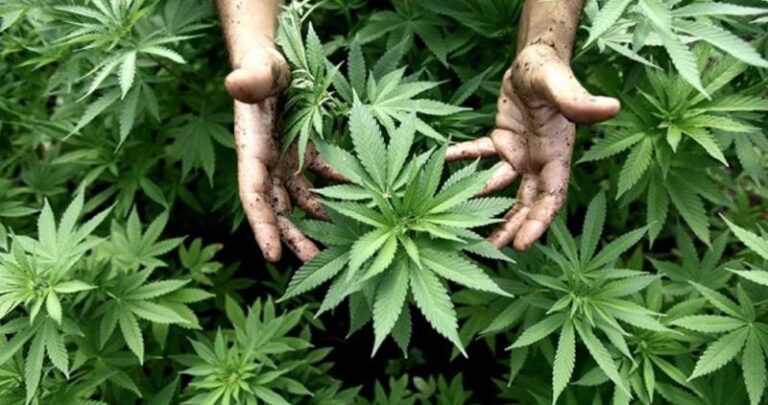 Relevamiento federal de producción de cannabis y cáñamo 2