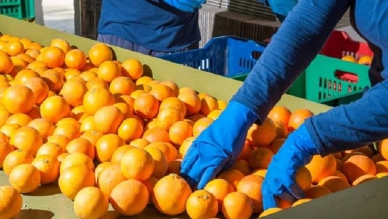 De la unión productora a la exportación de fruta fresca