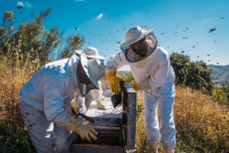 La cosecha de miel apunta a transformarse en récord