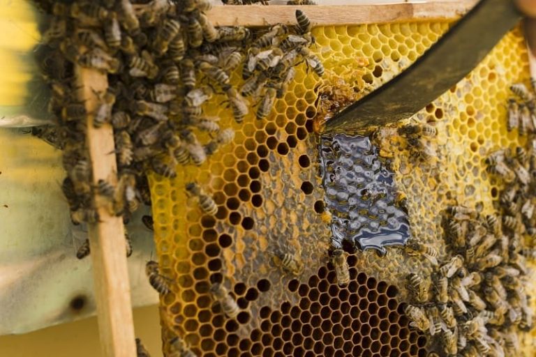 Primera sala para el acopio de miel en Charata
