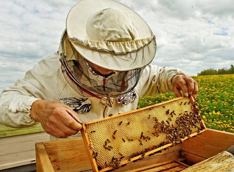 Doce productores apícolas se organizan para mejorar la producción de miel