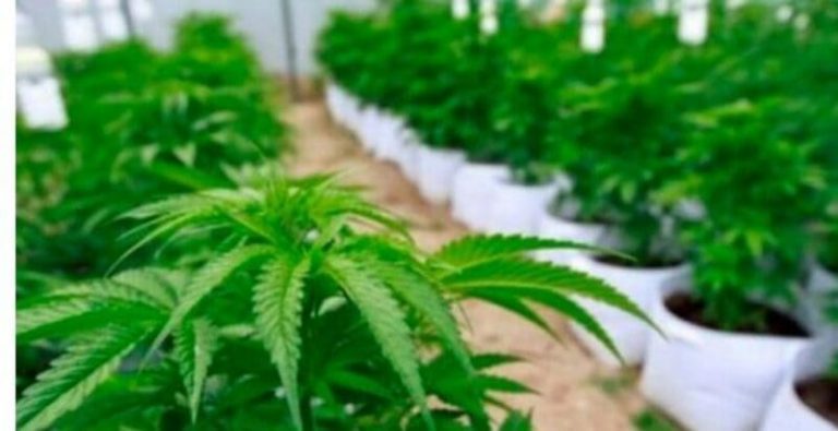 Advierten que el lobby de laboratorios y la desidia del Estado perjudican la producción de cannabis medicinal