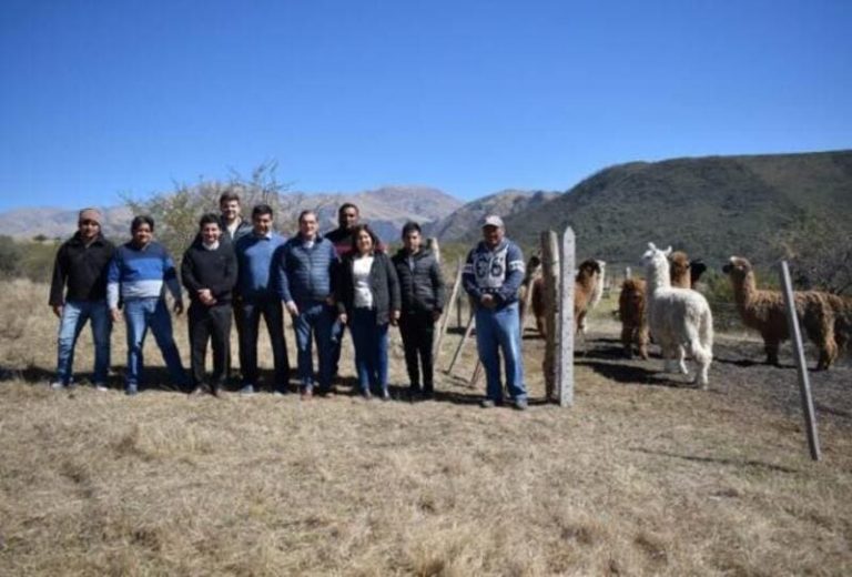 Reinsertan la ganadería camélida en Rodeo Grande