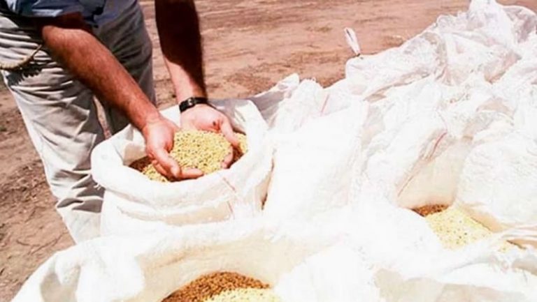 La Pampa ocupa el quinto lugar en producción de semillas