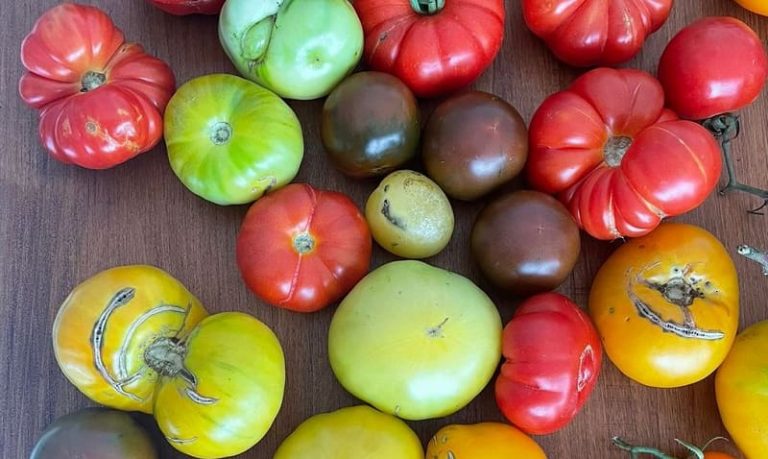 Apuestan a diversificar la producción de tomates con variedades criollas 1