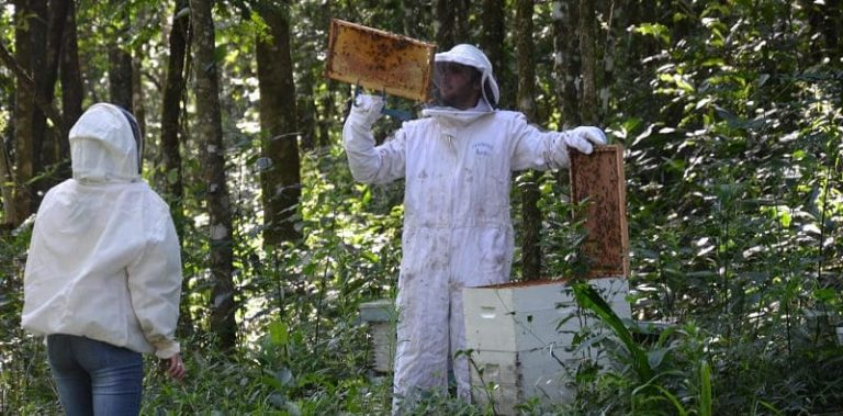 Producen miel de manera artesanal en la selva misionera