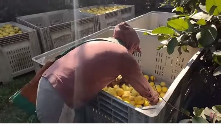 La agria cosecha del limón 2