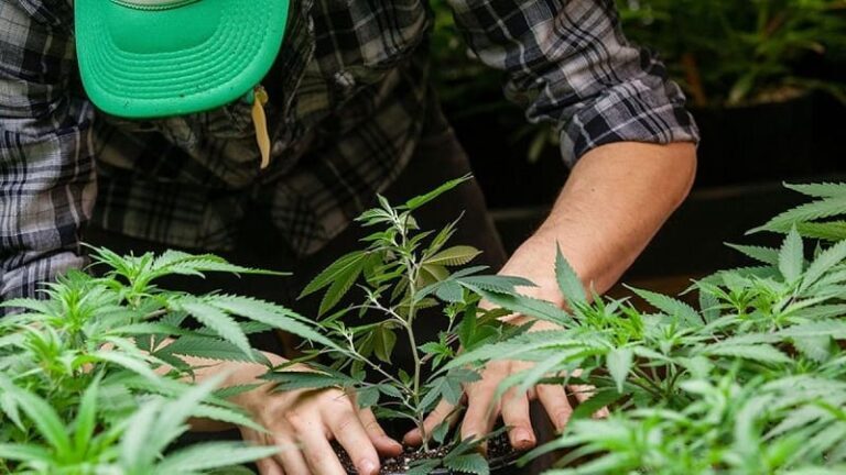 Crece la producción de aceite de cannabis
