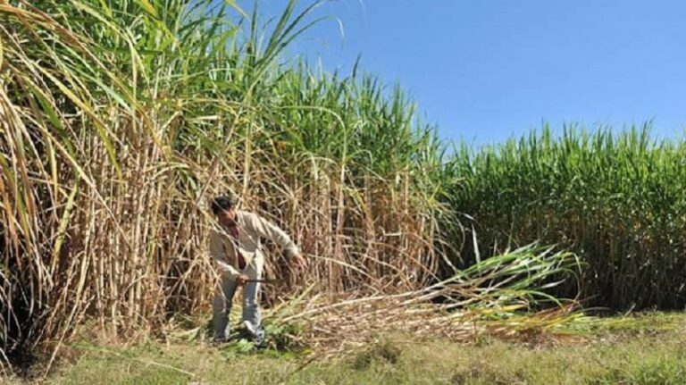 Destacan el progreso del sector productor de caña de azúcar