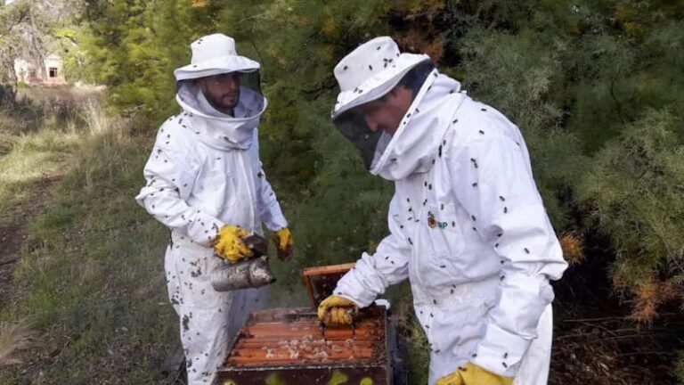 Inversión estatal para impulsar la apicultura