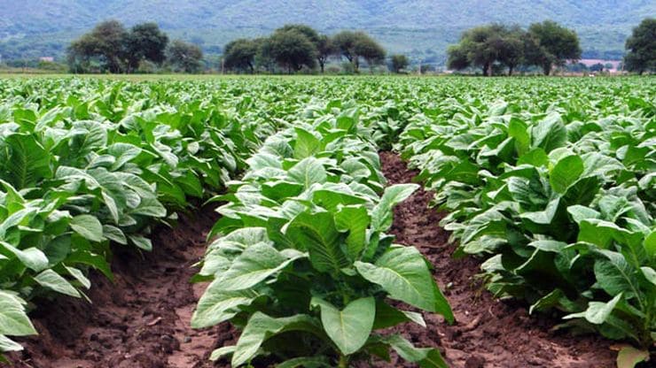 Gestionan la planta procesadora de tabaco más importante de Argentina
