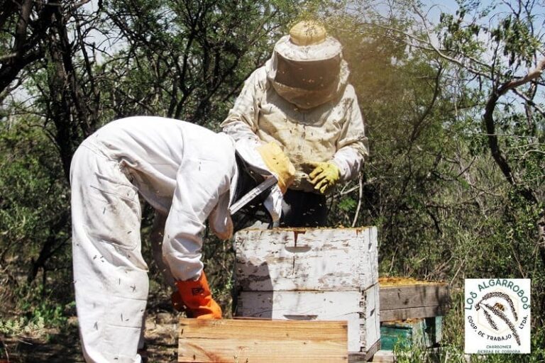 Desde-Charbonier-se-dedican-a-la-apicultura-en-monte-nativo