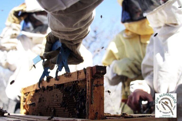 Lo-que-buscamos-es-diversificar-las-posibilidades-que-nos-da-la-apicultura