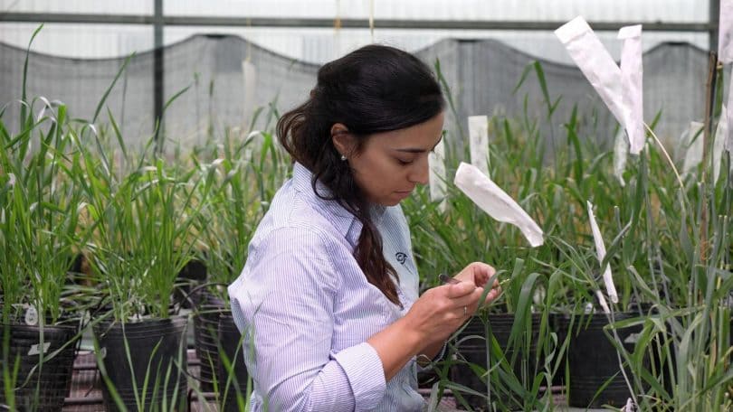 Presentan una variedad de trigo obtenida con la tecnología doble haploide