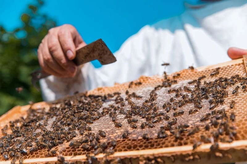 Entender el lenguaje de las abejas