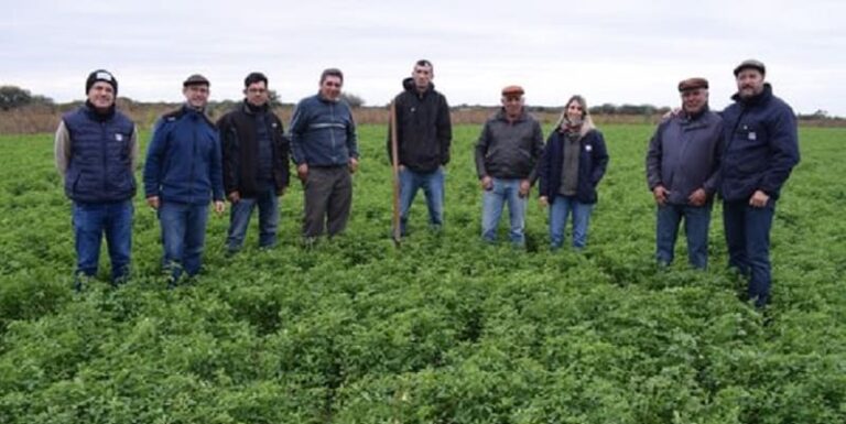 Realizan-ensayos-de-cultivo-de-alfalfa