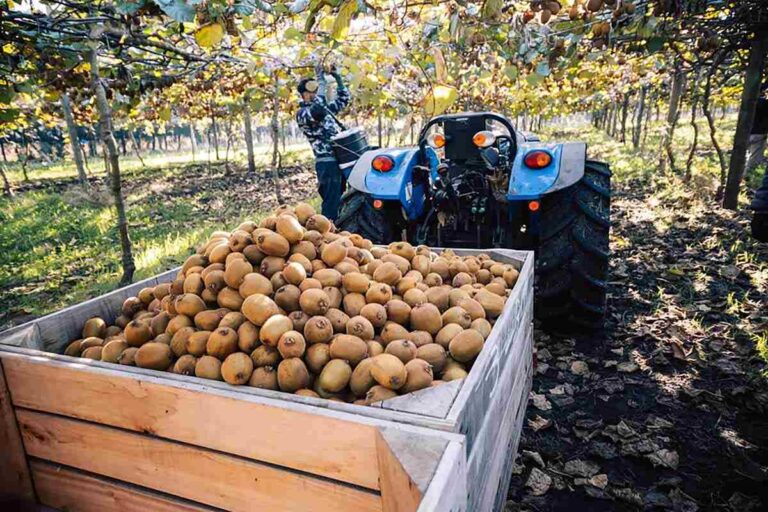 Territorios propicios para la producción de kiwi