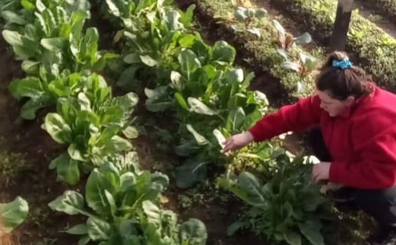 Adaptan cultivos a condiciones climáticas adversas 