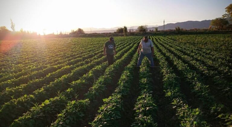 Innovan en cultivos protegidos y enfrentan desafíos climáticos