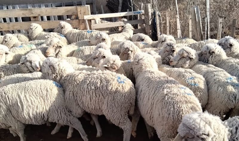 Incrementan la producción de carne ovina en Ingeniero Jacobacci