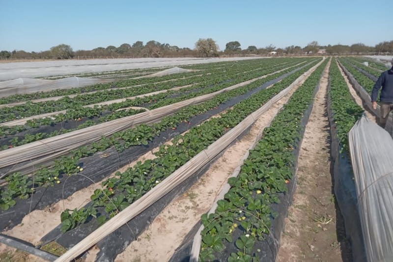Abastecen mercados santafesinos con producción hortícola colectiva