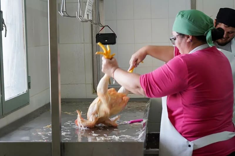 Implementan cadena completa de producción avícola local
