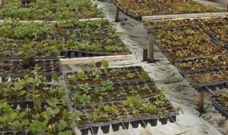 Innovaron en el cultivo de alcaparras con mayor densidad por hectárea