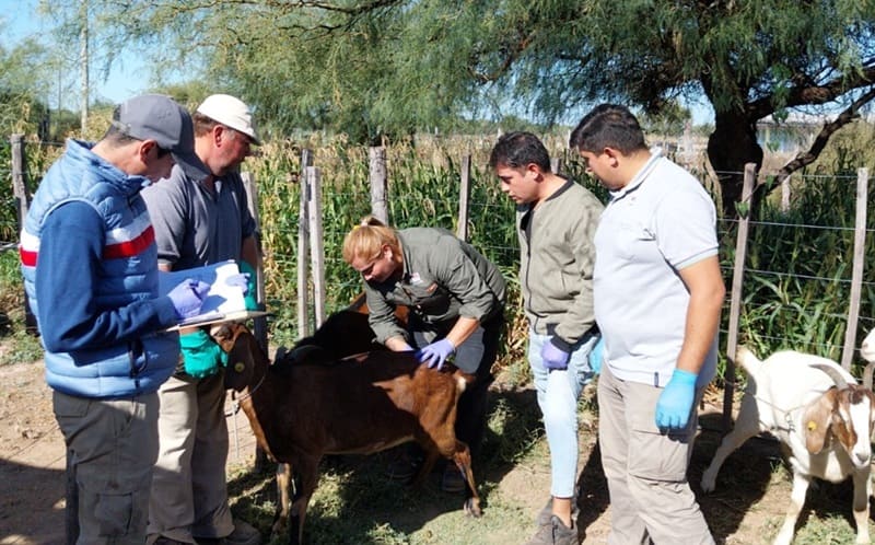 Exponen avances en producción caprina y ovina en Los Llanos Riojanos