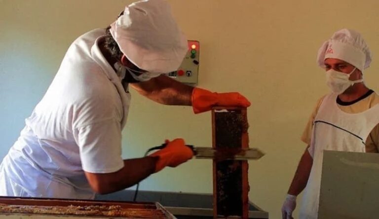 Habilitan nueva sala de extracción para miel misionera