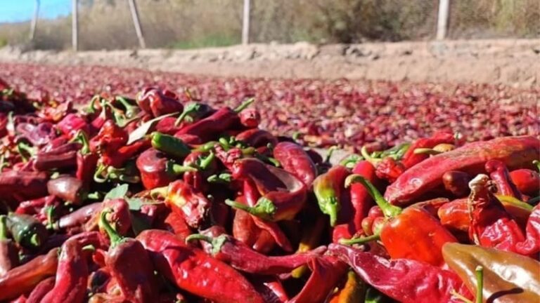 Innovan en técnicas de cultivo para potenciar el pimentón salteño