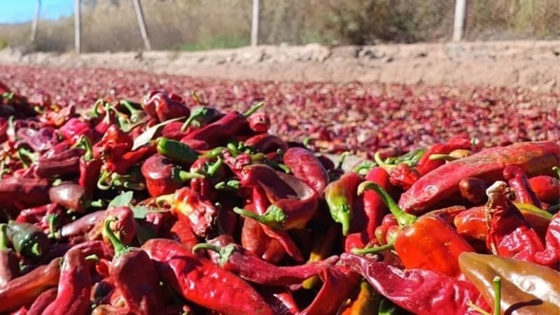 Innovan en técnicas de cultivo para potenciar el pimentón salteño