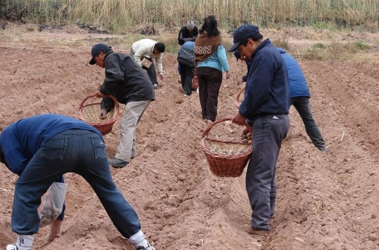 Rescatan cultivos andinos en riesgo de desaparecer