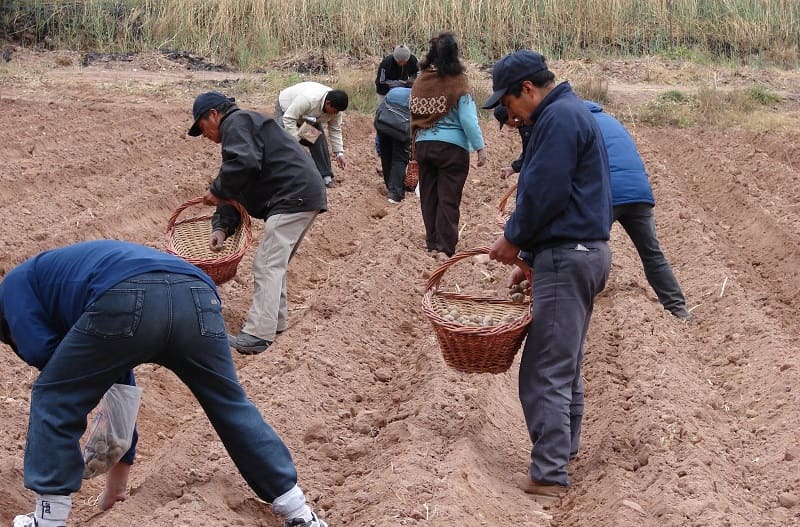 Rescatan cultivos andinos en riesgo de desaparecer