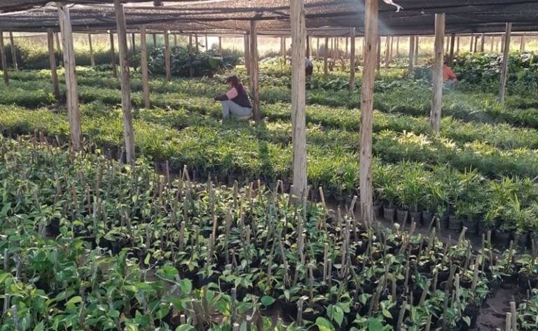 Combinan apicultura con producción ornamental
